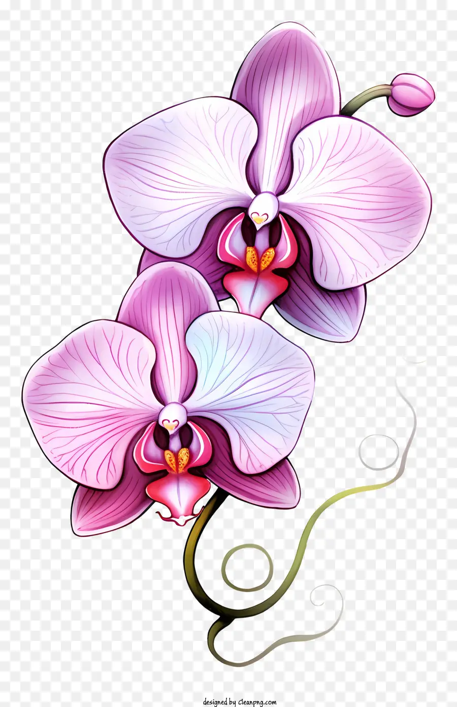 Orchidées Roses，Orchidée PNG