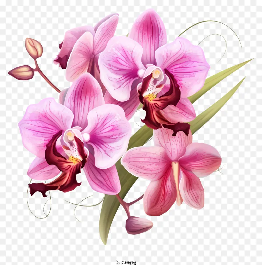 Orchidées Roses，Image De Gros Plan PNG