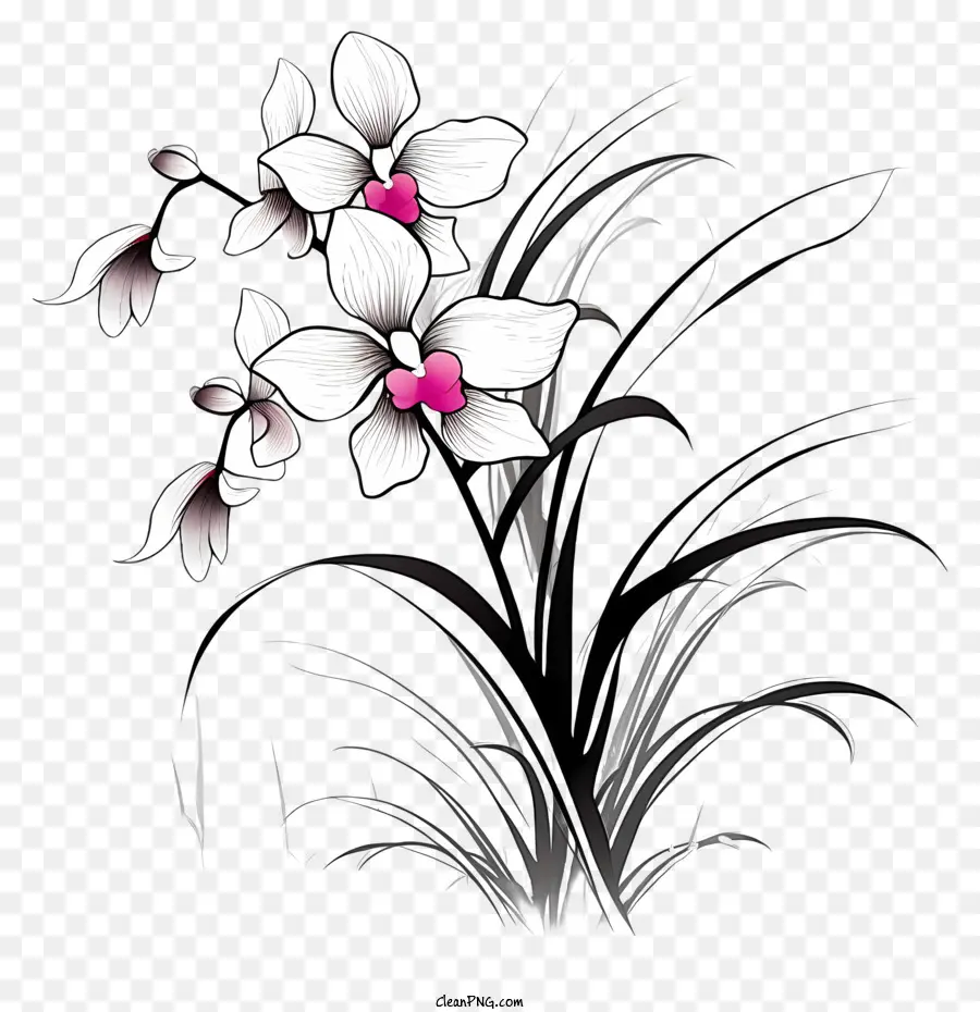 Bouquet De Fleurs，Noir Et Blanc Fleurs PNG