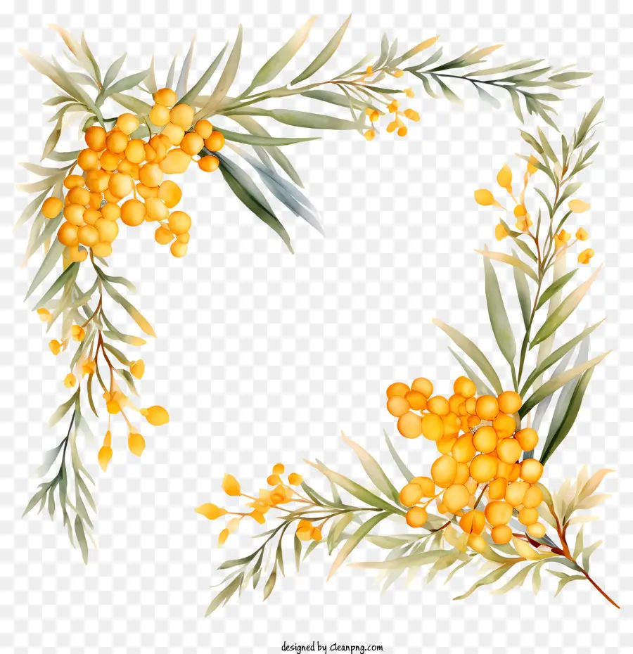 Acacia Doré，Couronne Florale PNG