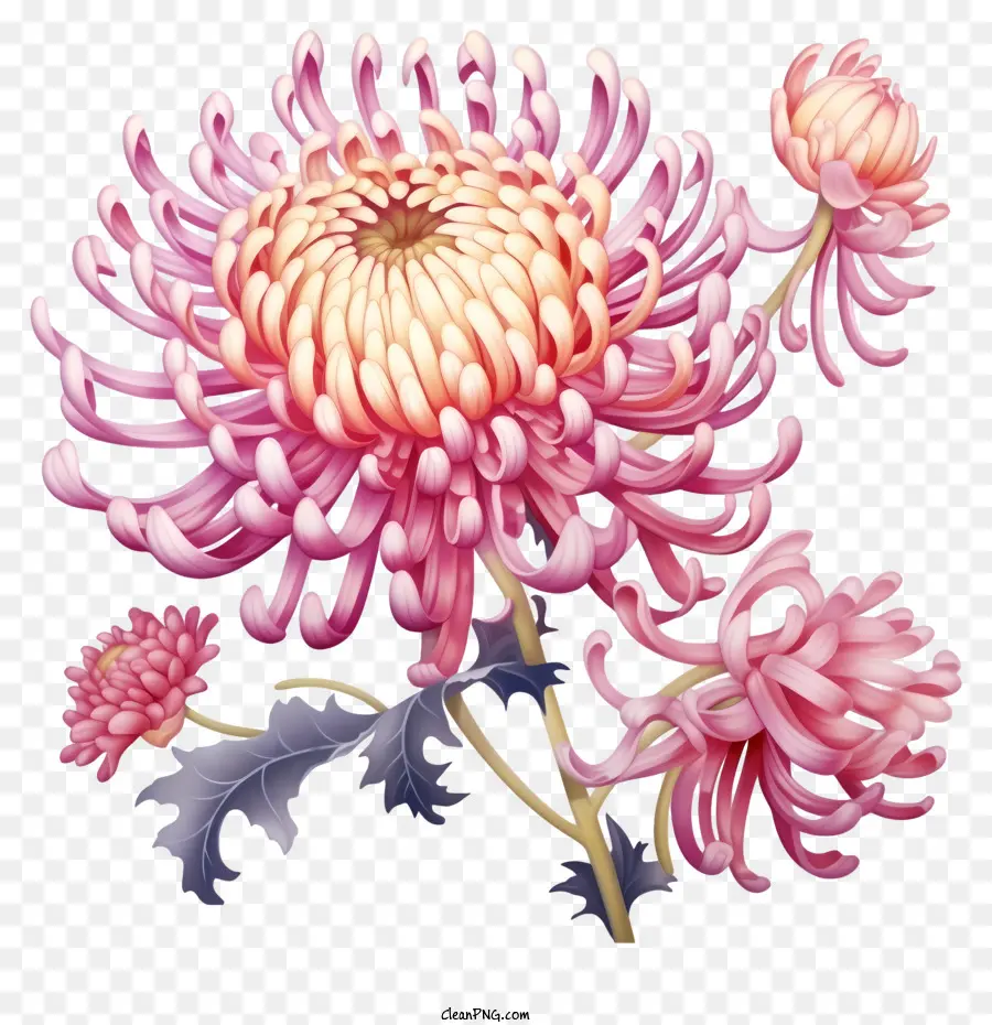 Chrysanthèmes Roses，Arrangement De Bouquet PNG
