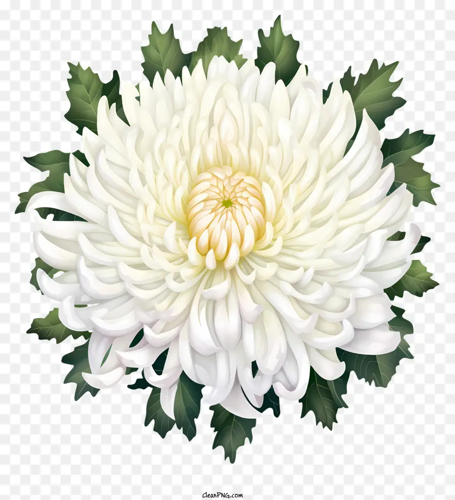 Chrysanthème Blanc，Chrysanthème PNG