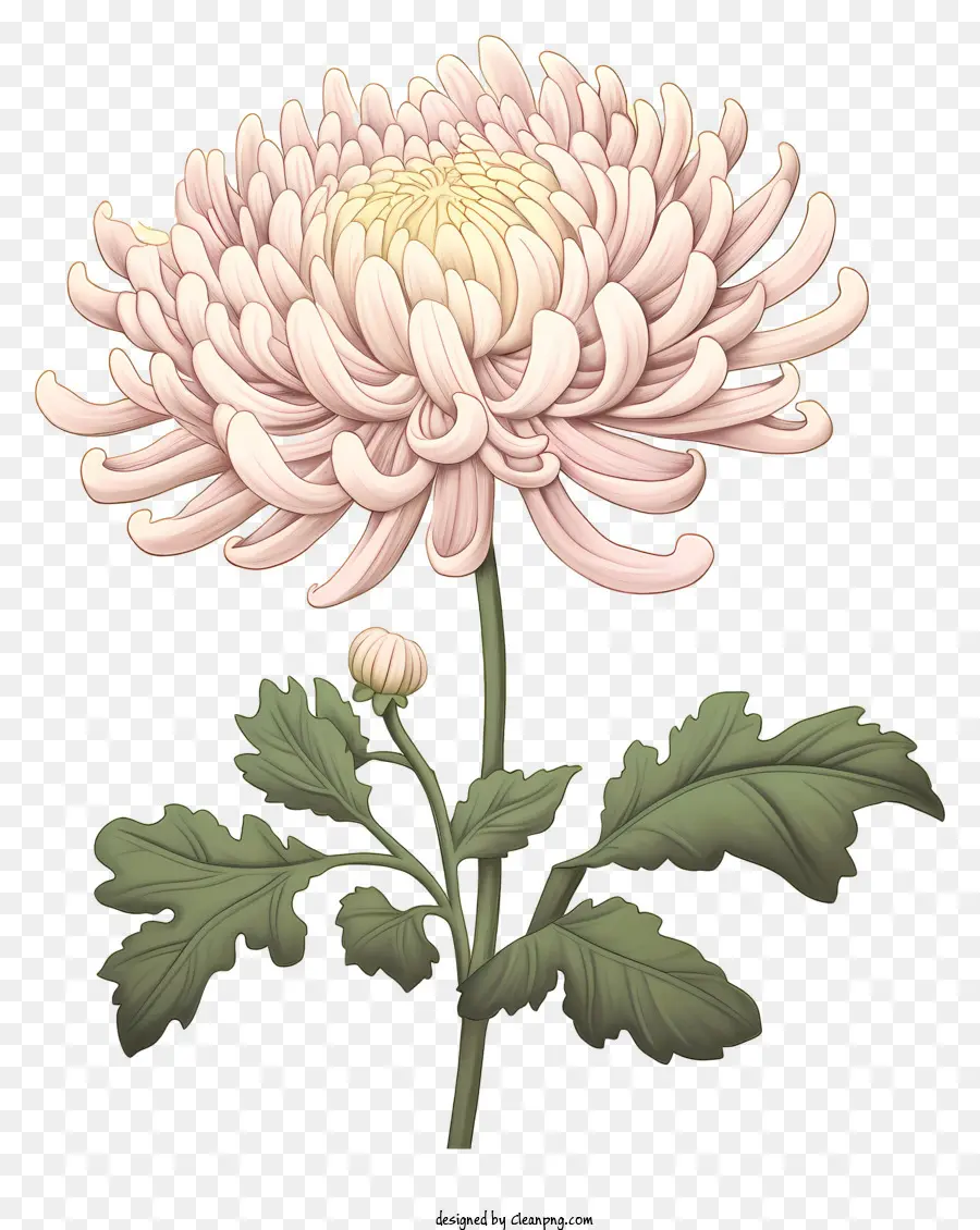 Fleur De Chrysanthème，Rose Chrysanthème PNG