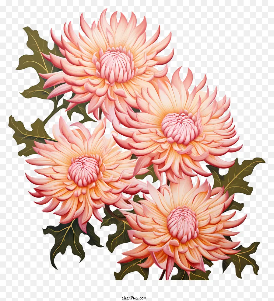 Fleurs De Chrysanthème Roses，Chrysanthème Rose PNG