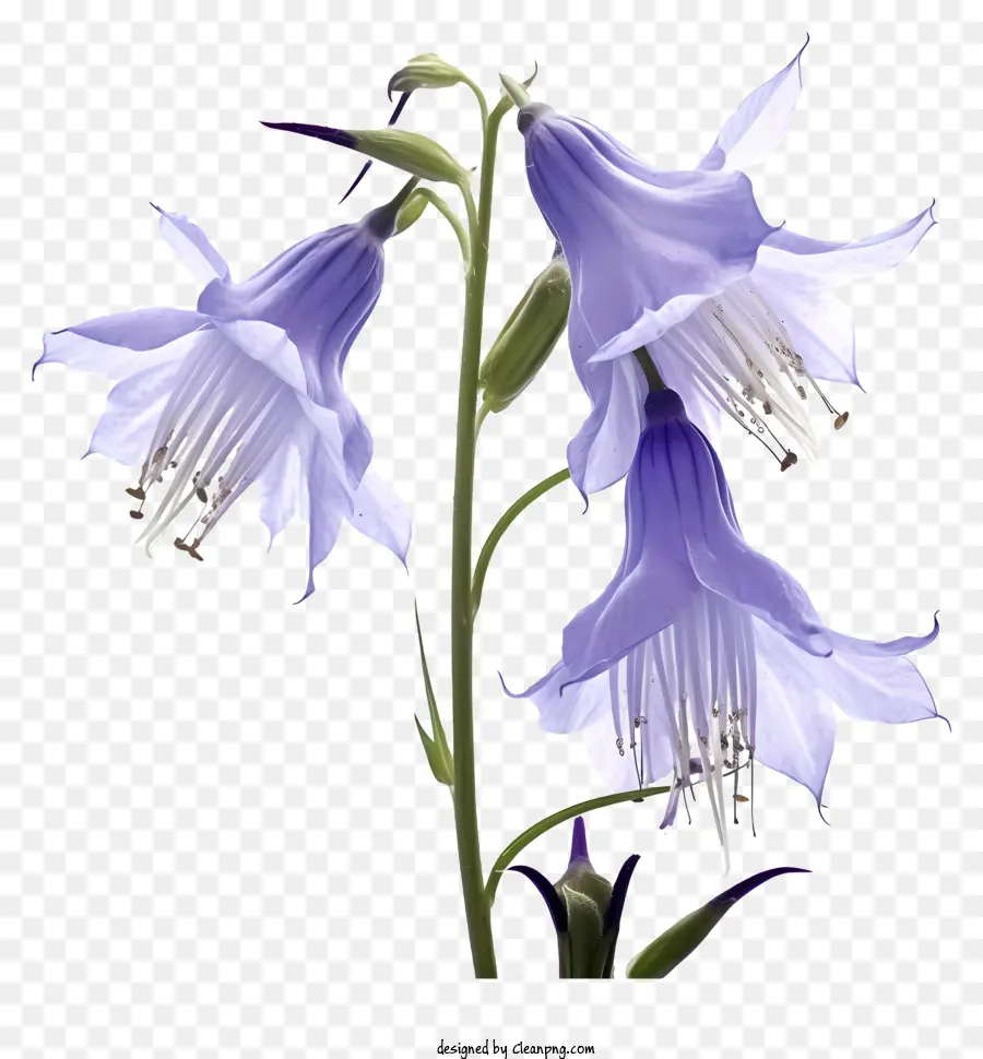 Fleur Bleue，Fermer PNG