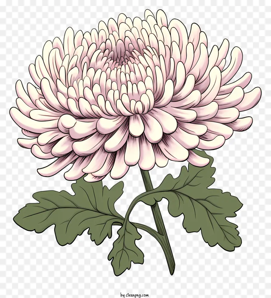 Fleur De Chrysanthème，Image En Noir Et Blanc PNG