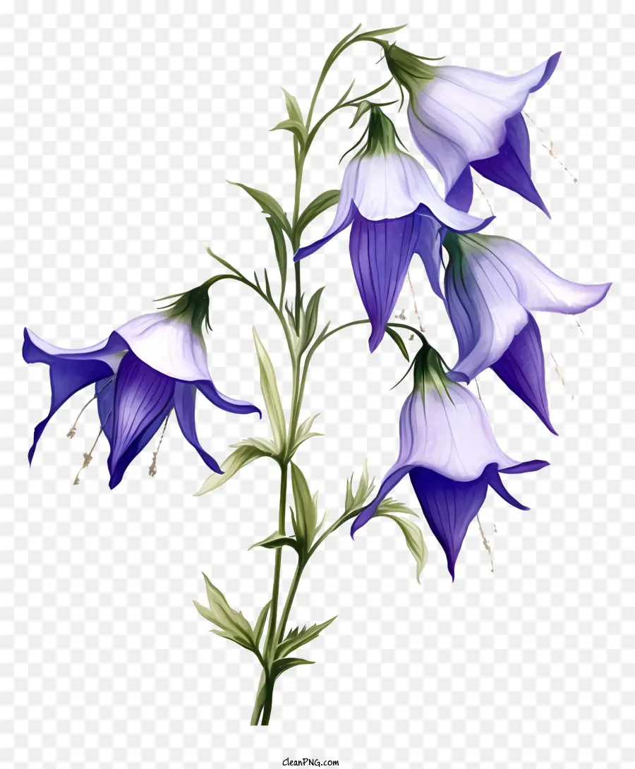 Fleurs Bleues，Grappe De Fleurs PNG