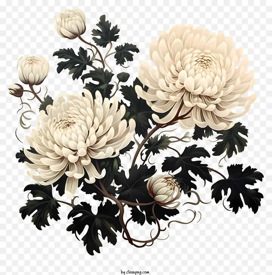 Chrysanthèmes Blancs，Chrysanthème PNG