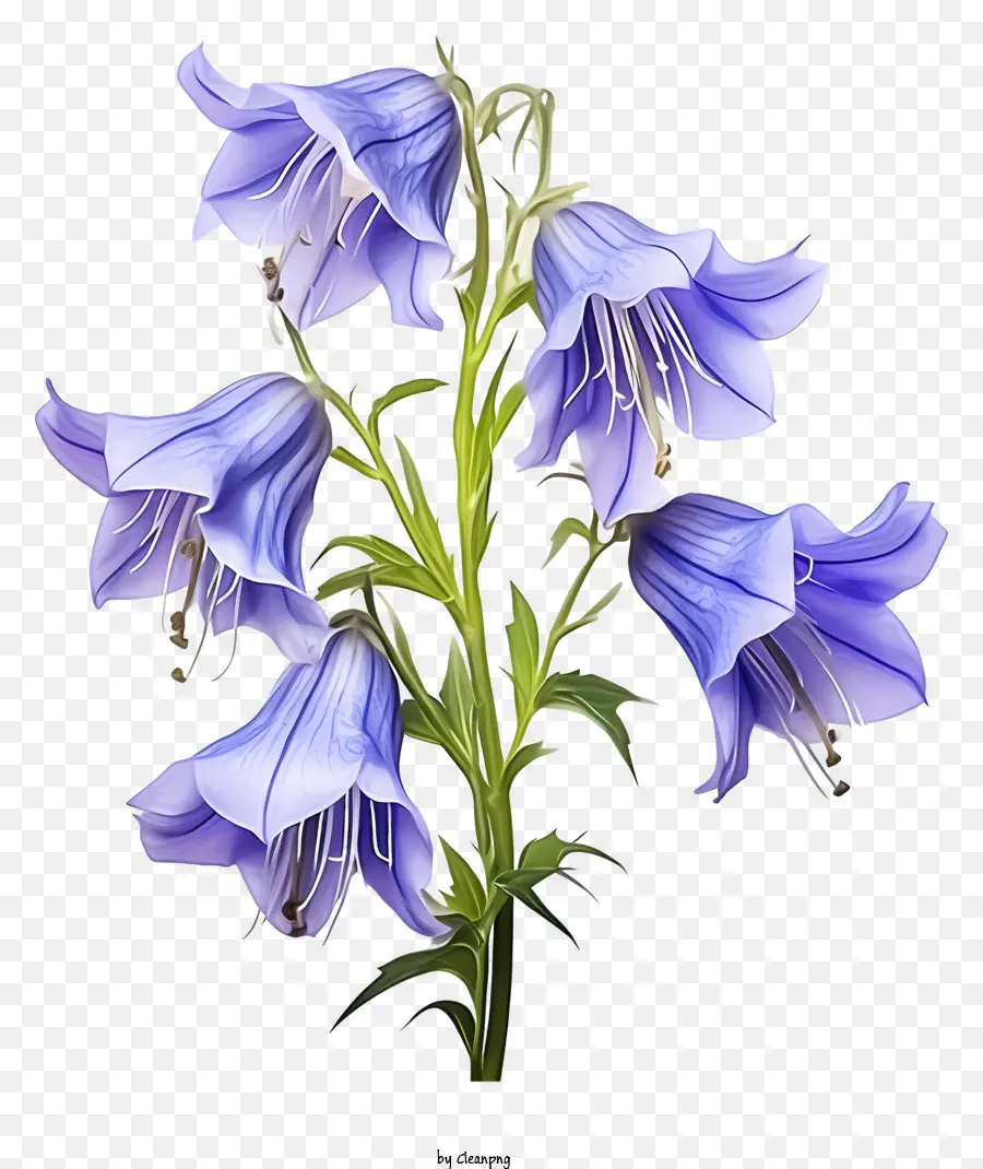 Fleur Bleue，Fleurs De Cloche Violettes PNG