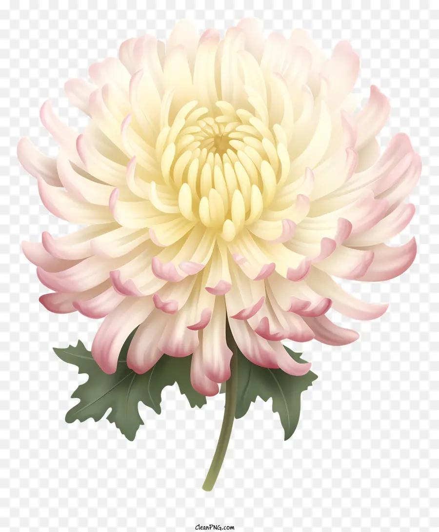 Blanc Chrysanthème，Centre Jaune PNG