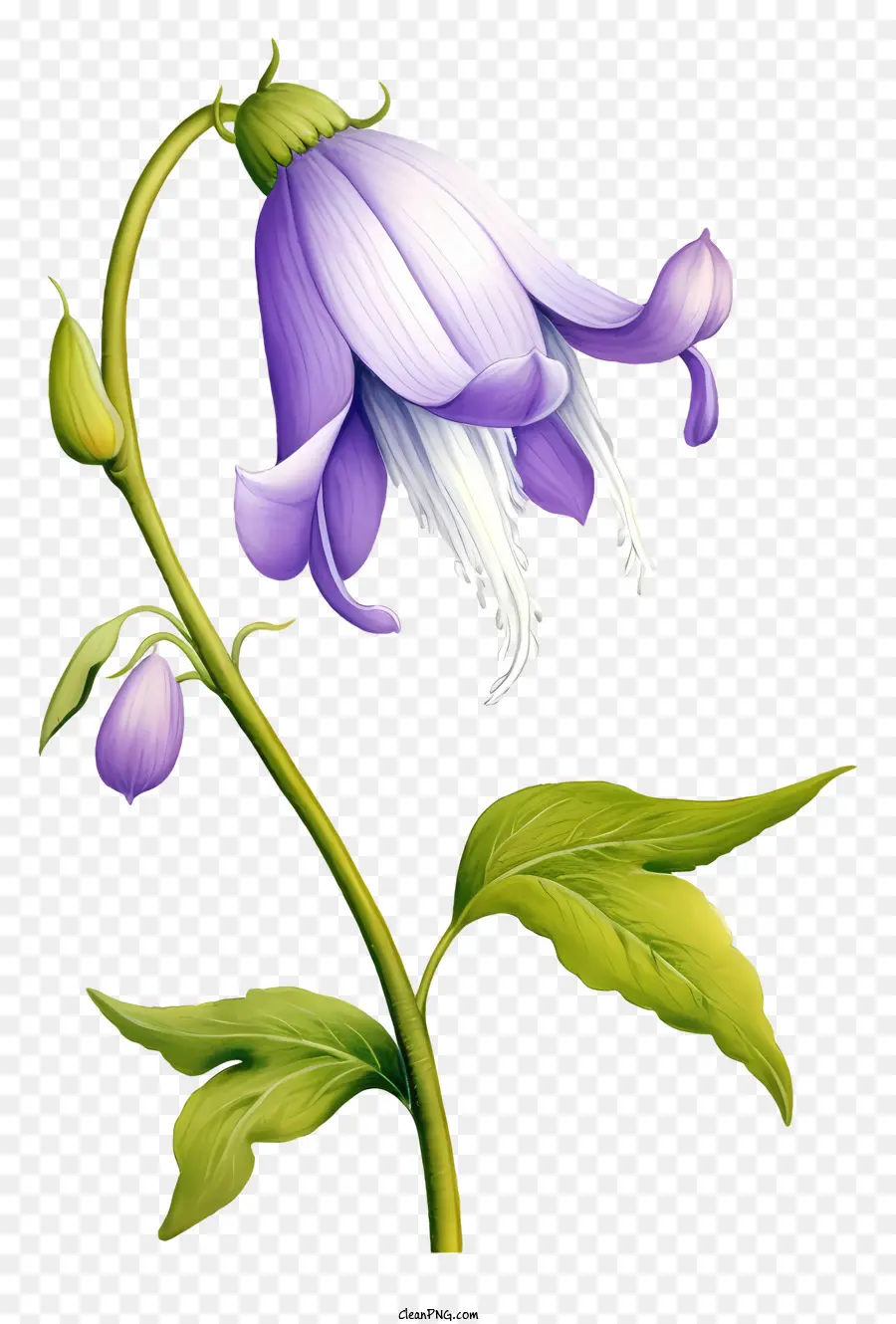 Campanule，Campanule Violette PNG