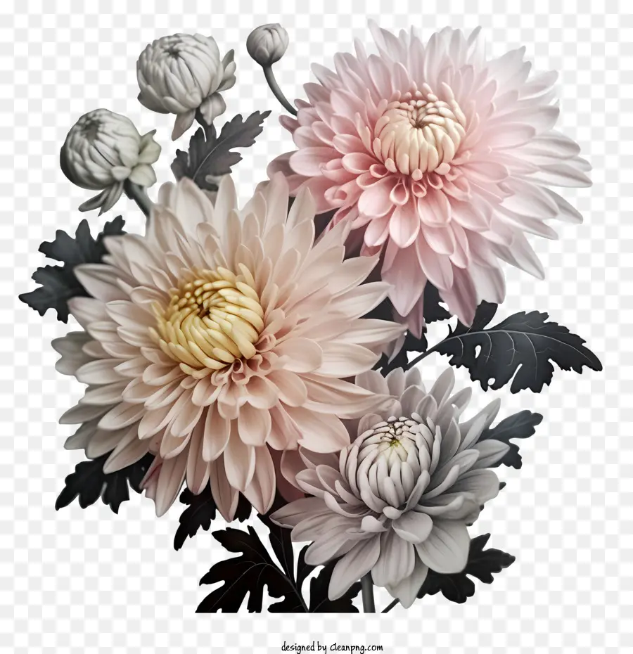 Chrysanthèmes，Fleurs PNG