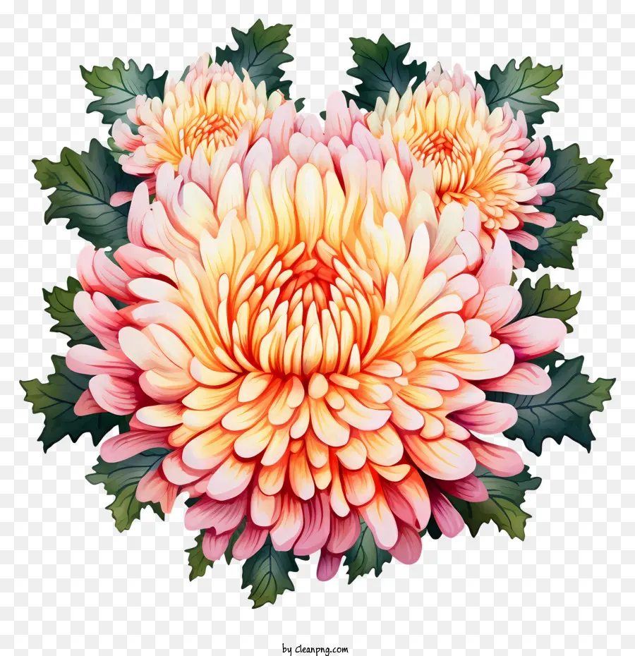 Fleur De Chrysanthème，Pétales Roses Et Orange PNG