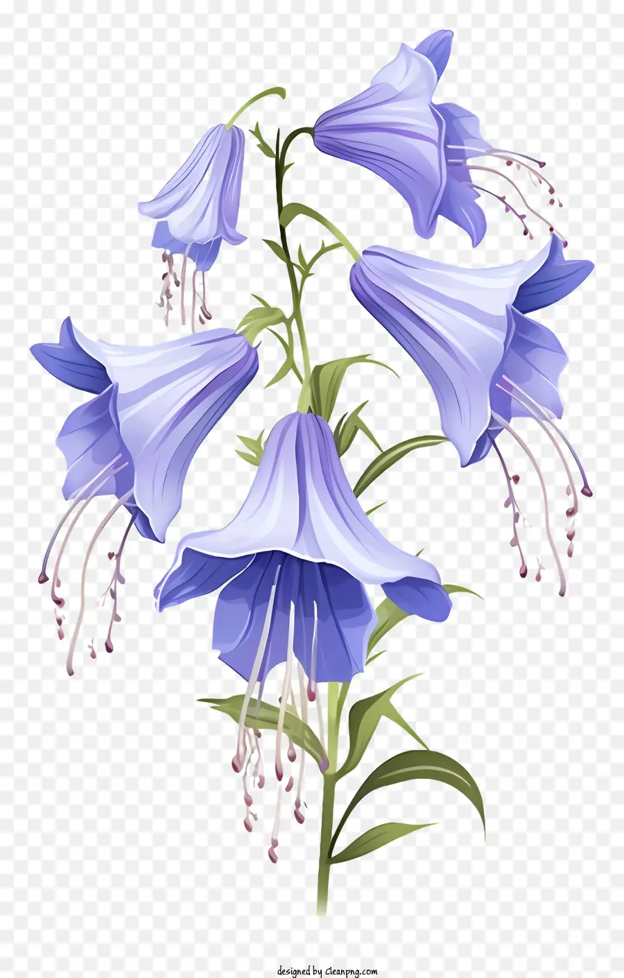 Fleurs Bleues，De Longues Tiges PNG