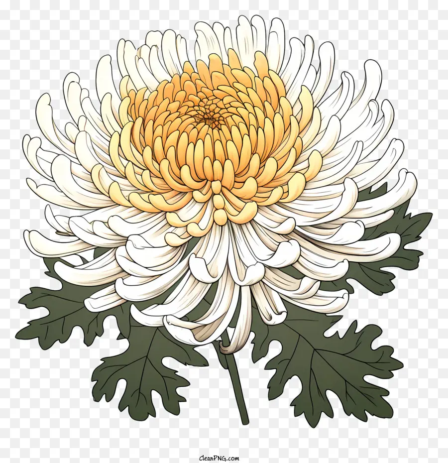 Fleur De Chrysanthème，Fleur Jaune PNG