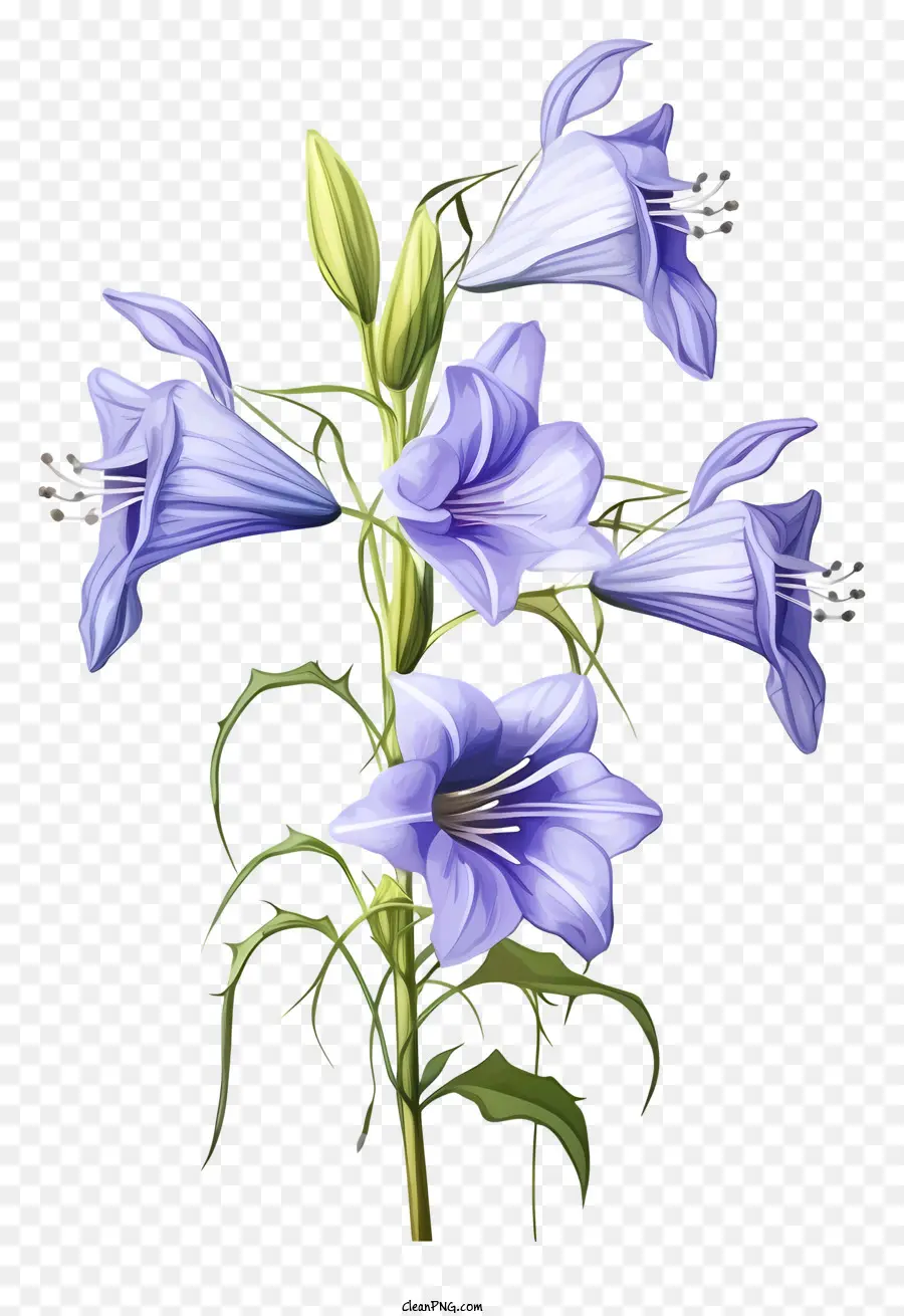 Fleurs Violettes，Fleur PNG