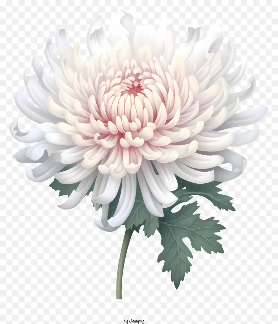 Chrysanthème，Fleur Blanche PNG