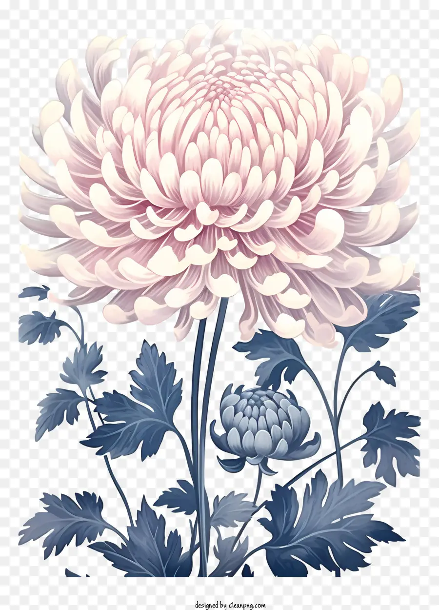 Fleur De Chrysanthème，Fleurs Funéraires PNG