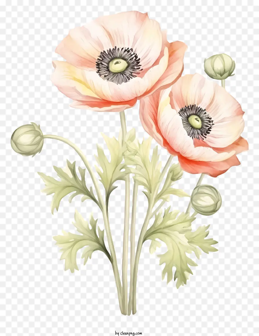 Coquelicots，Fleurs Oranges PNG