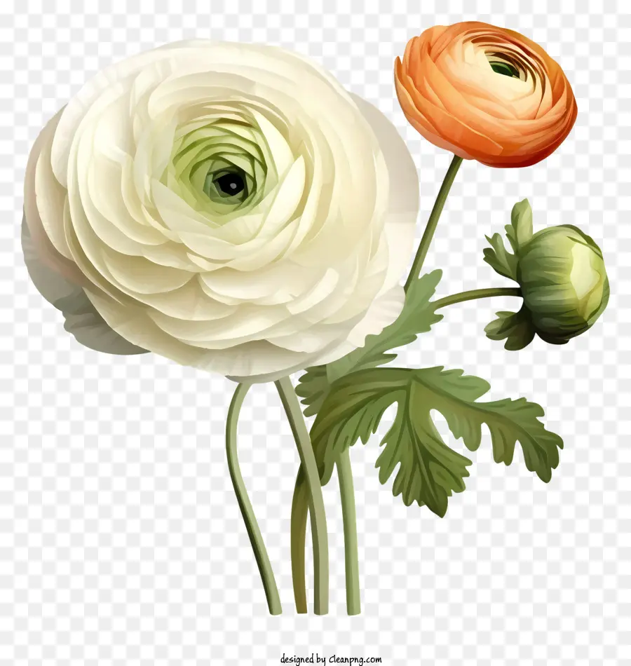 Fleurs，Fleur Blanche PNG