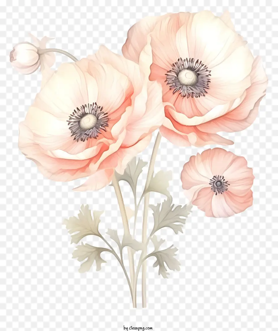 Fleurs De Pavot Roses，Fleurs Oranges PNG