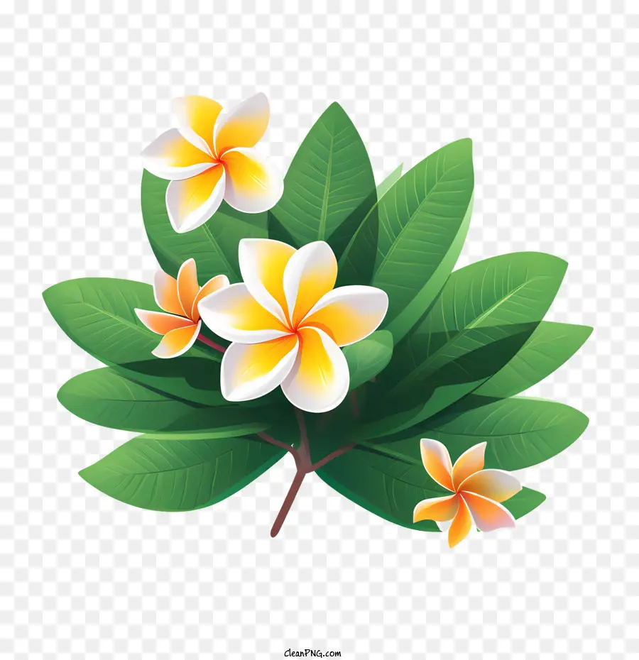 La Fleur De Frangipanier Fleur，Fleurs PNG