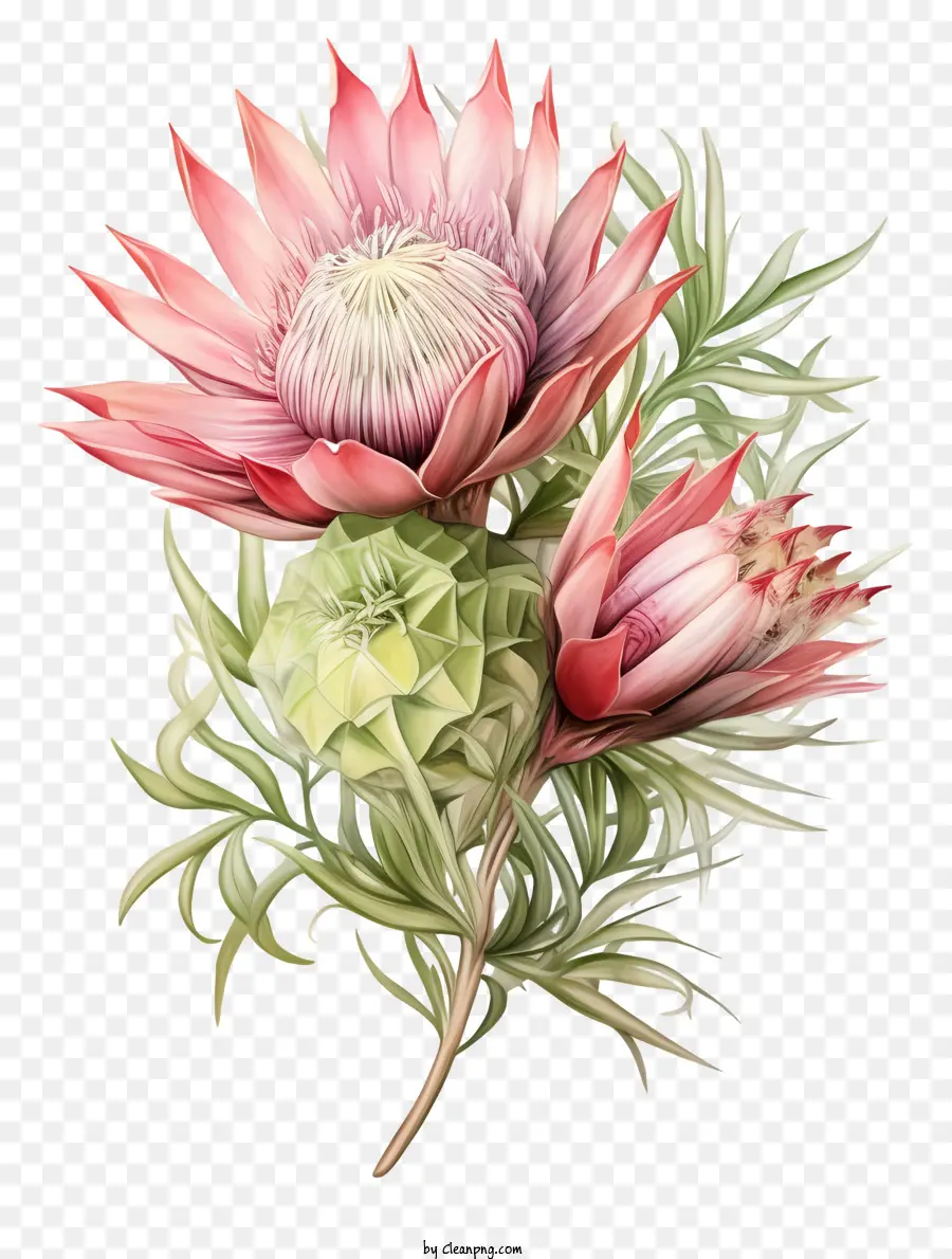 Protea Fleur，Plantes Indigènes Afrique Du Sud PNG