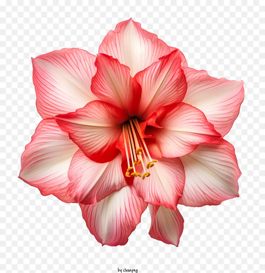 Fleur D'amaryllis，Rose PNG