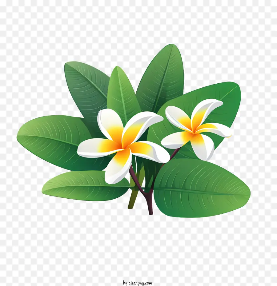 Fleur De Frangipanier，Fleurs Blanches PNG