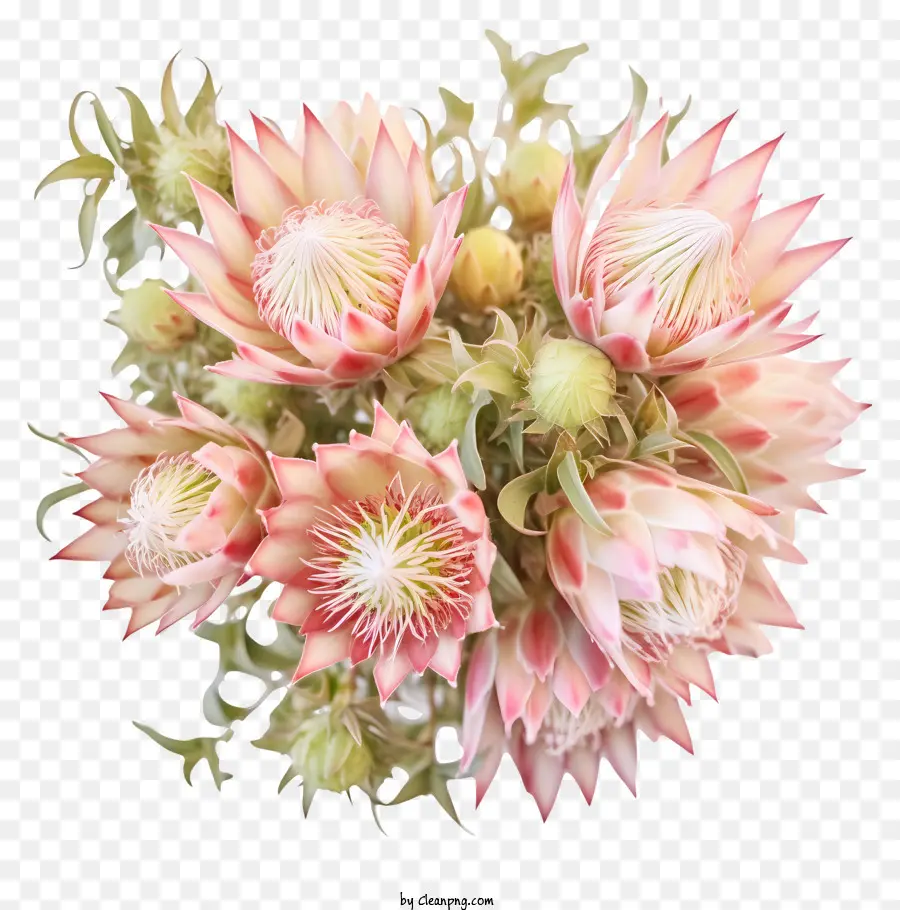 Protéas，Fleurs Exotiques PNG