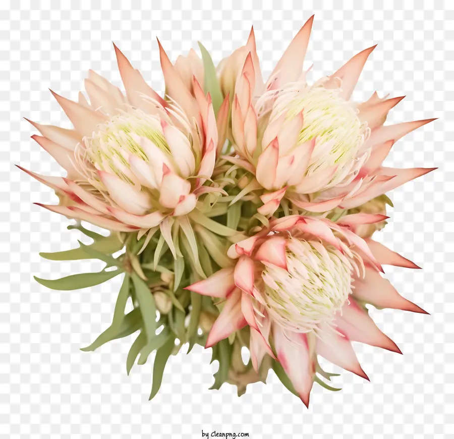 Proteas，Fleurs Roses PNG