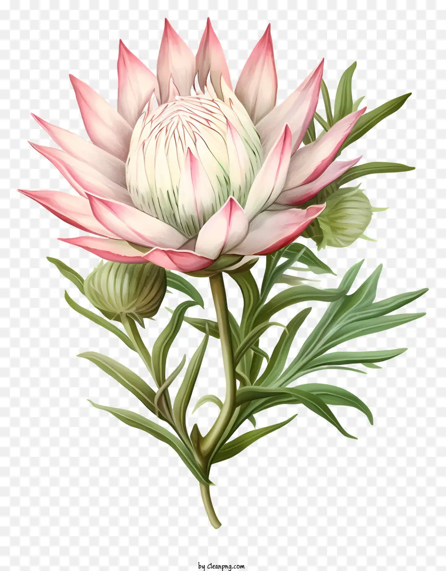 Protea Fleur，De Plantes Indigènes PNG