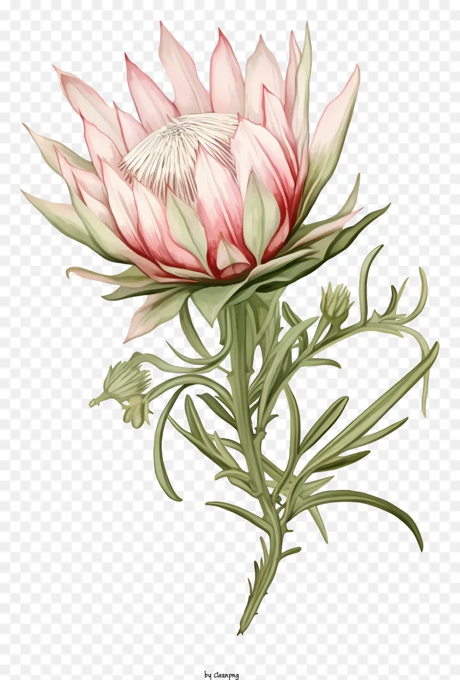Fleur De Protégés Rose，Fleur Sud Africaine PNG