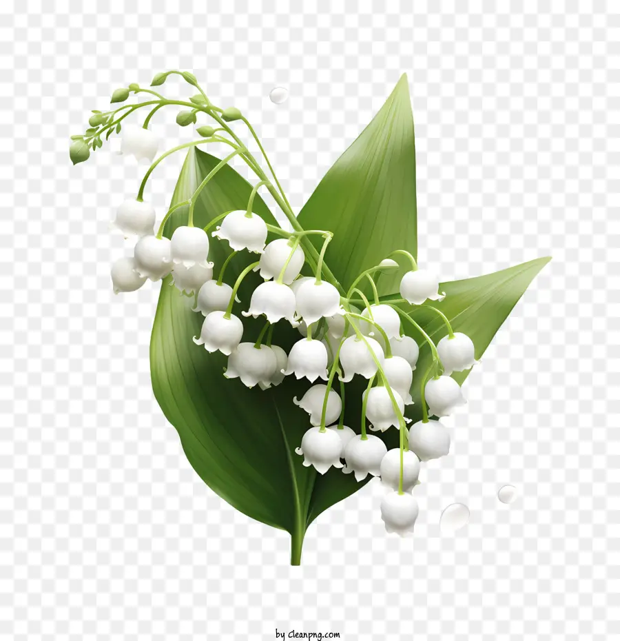 Muguet，Blanc PNG