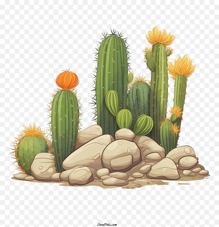 Cactus，Les Plantes PNG