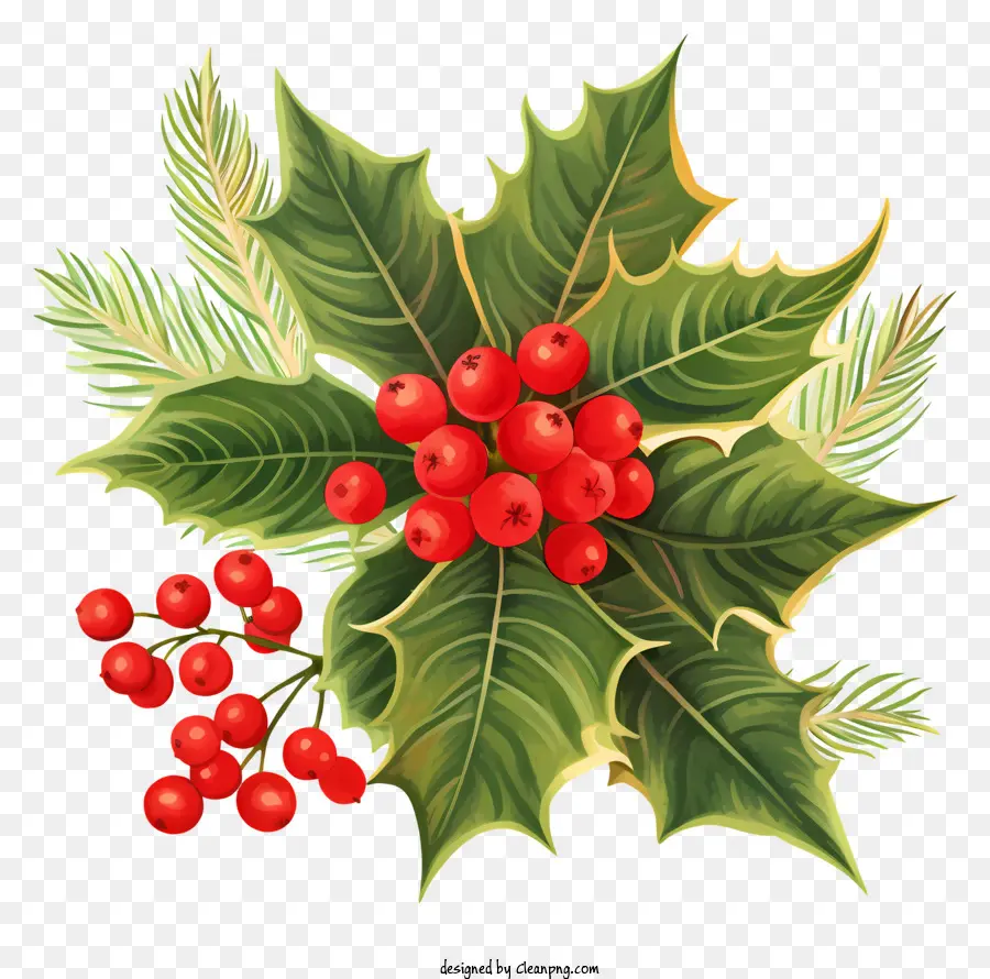 Rouge Holly Berry，Tige Verte PNG