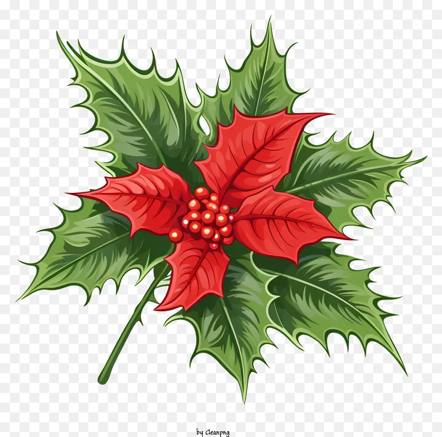 Plante De Poinsettia Rouge，Houx PNG