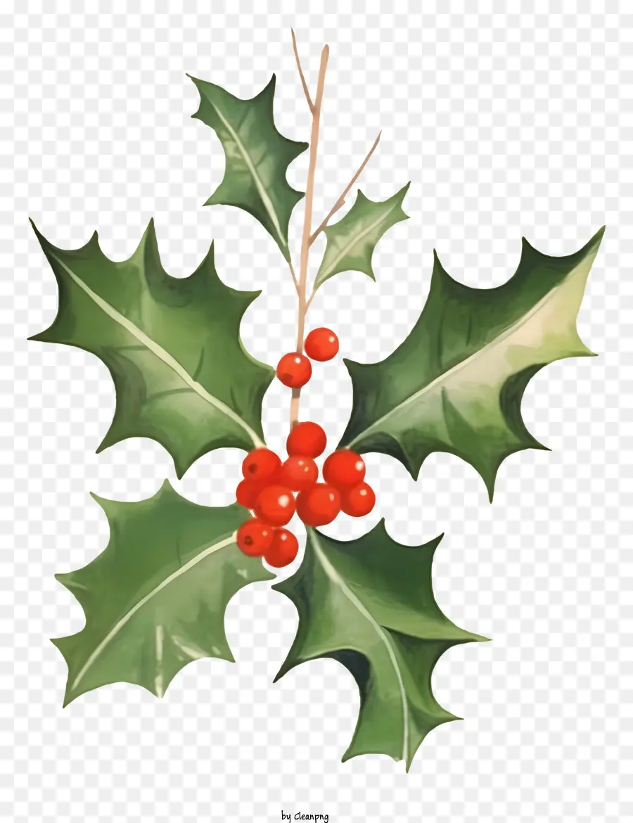 Rouge Holly Berry，Feuilles Vertes PNG