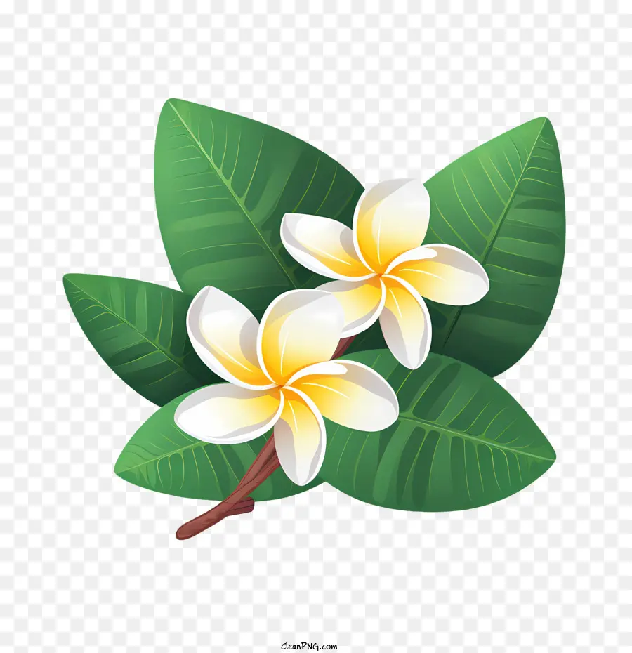 Fleur De Frangipanier，Fleurs Blanches PNG