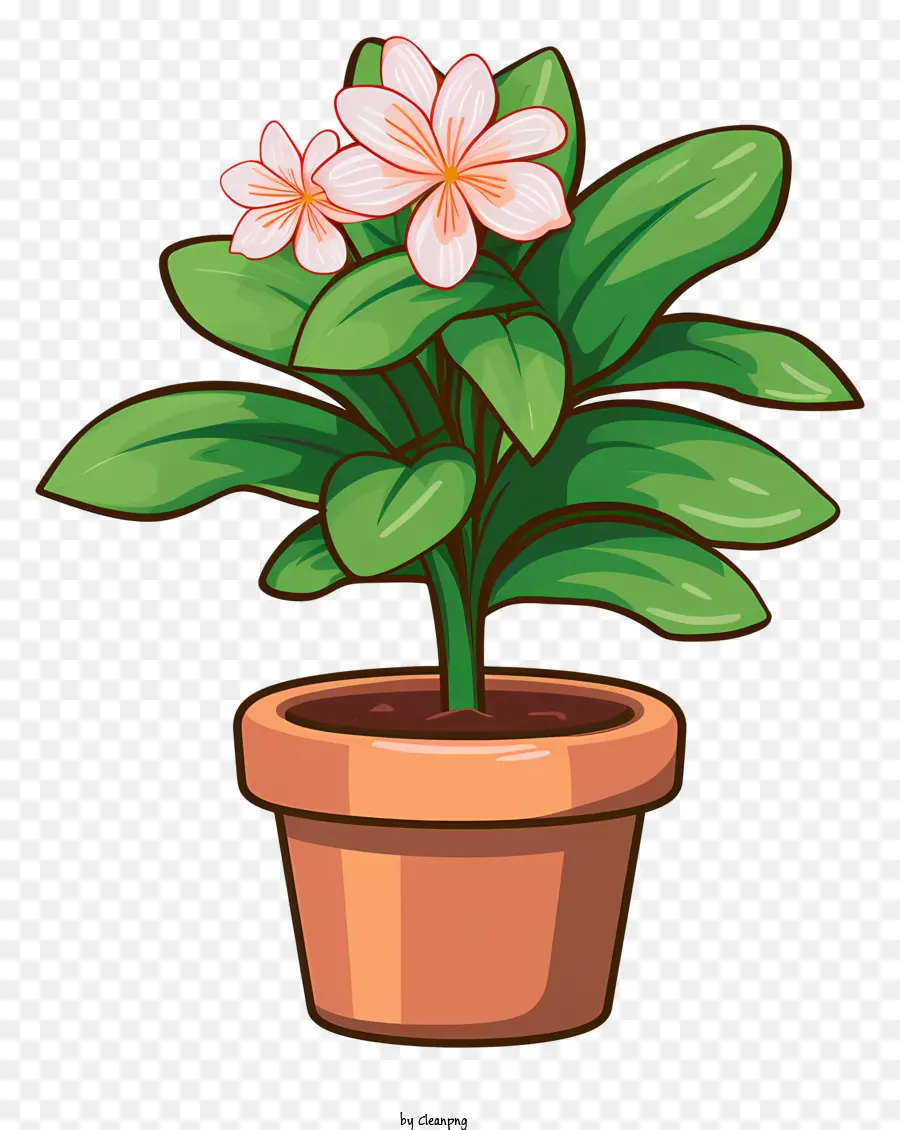 Plante En Pot，Usine PNG