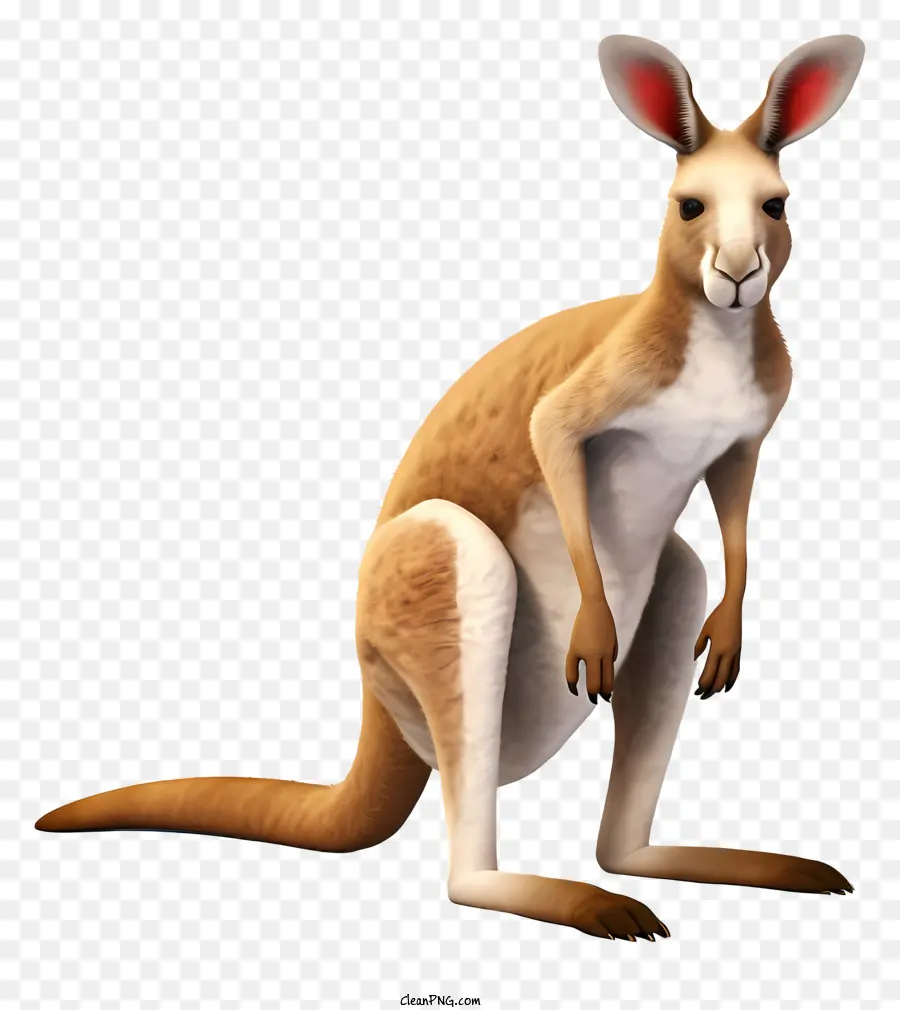 Kangourou，L'australie PNG