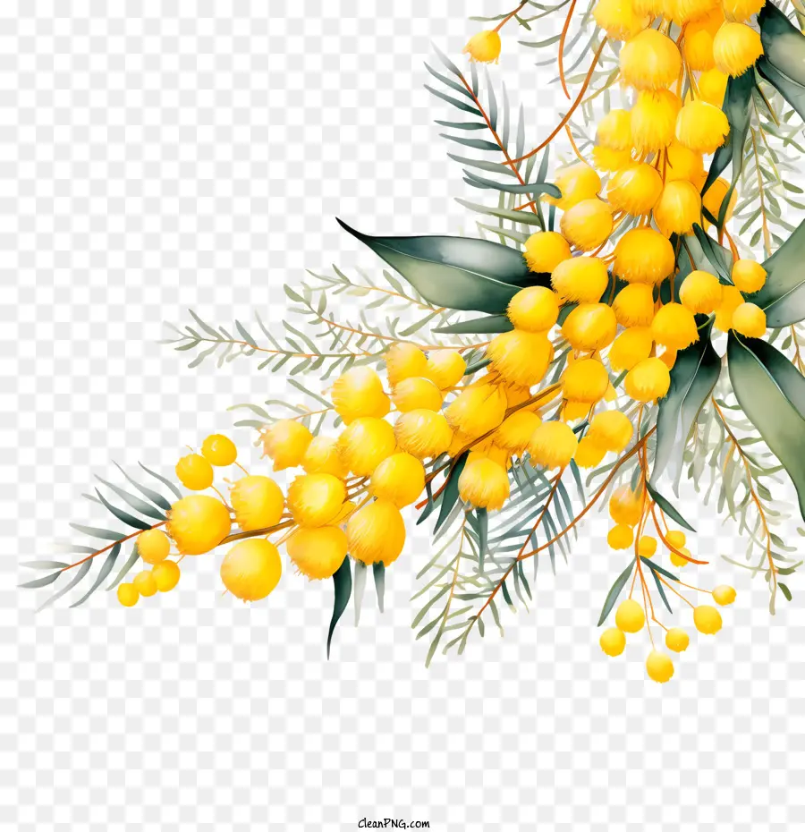 Acacia Doré，Fleurs Jaunes PNG