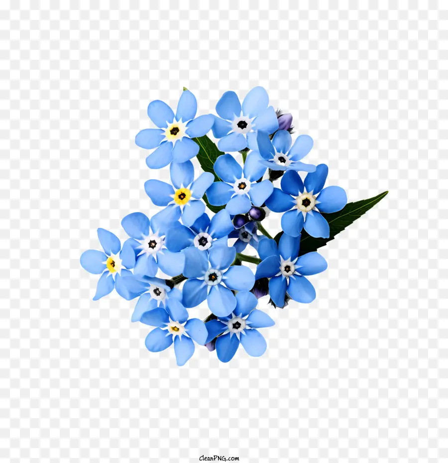 M'oublie Pas De Fleurs，Bleu PNG