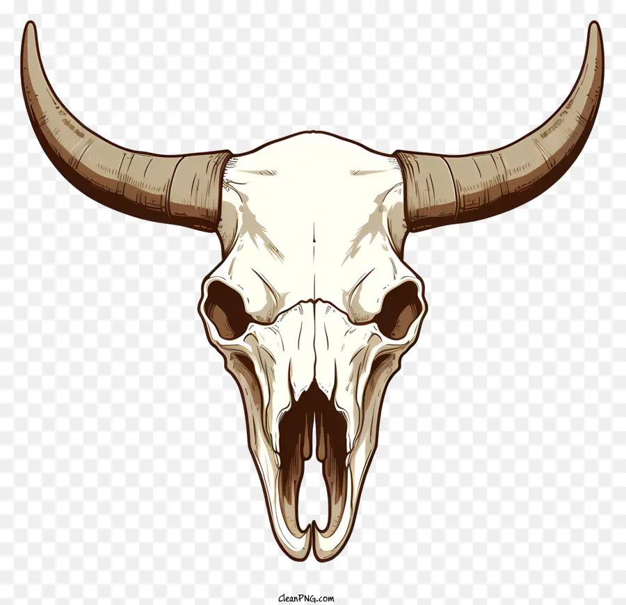 Bull Crâne，Grandes Cornes Incurvées PNG