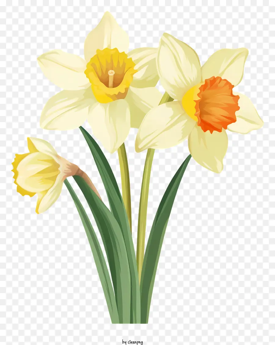 Jonquilles Jaunes，Jonquille PNG