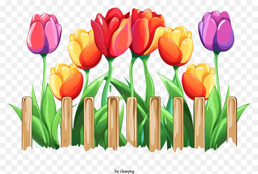 Les Tulipes，Fleurs Colorées PNG