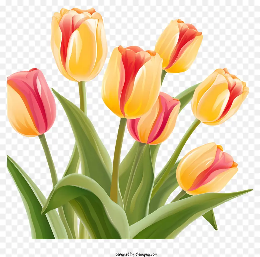 Bouquet，Les Tulipes PNG