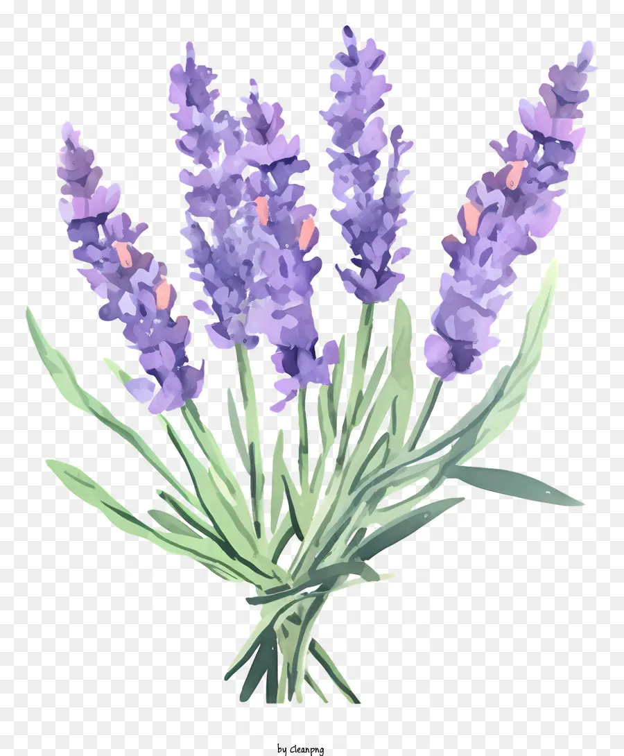 Bouquet De Lavande，Lavande Violette PNG