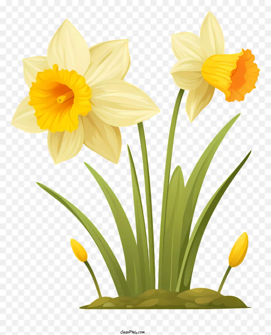 Jonquilles，Jonquilles Jaunes PNG