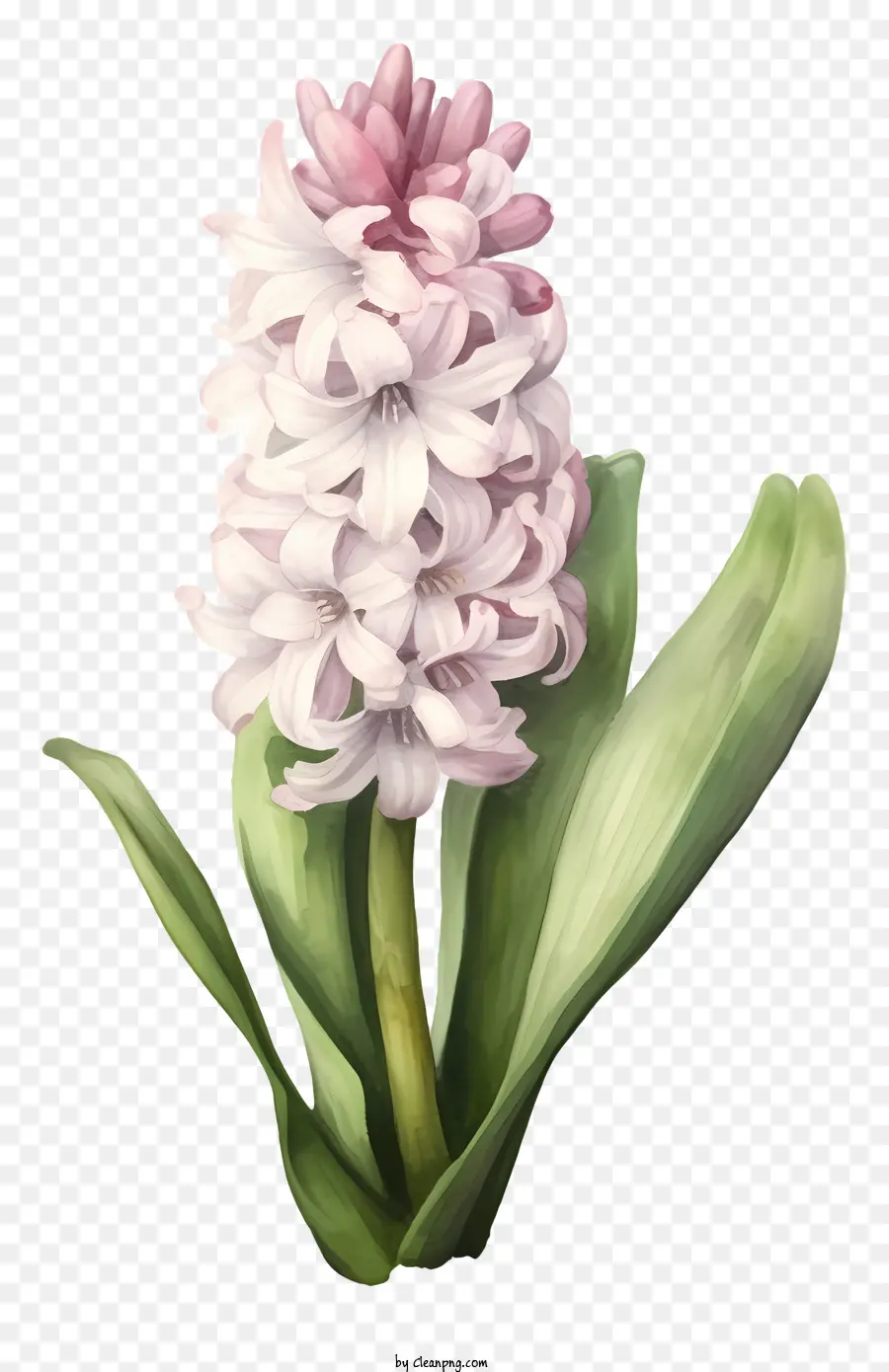 Fleur Rose，Fleur Rose Et Blanche PNG